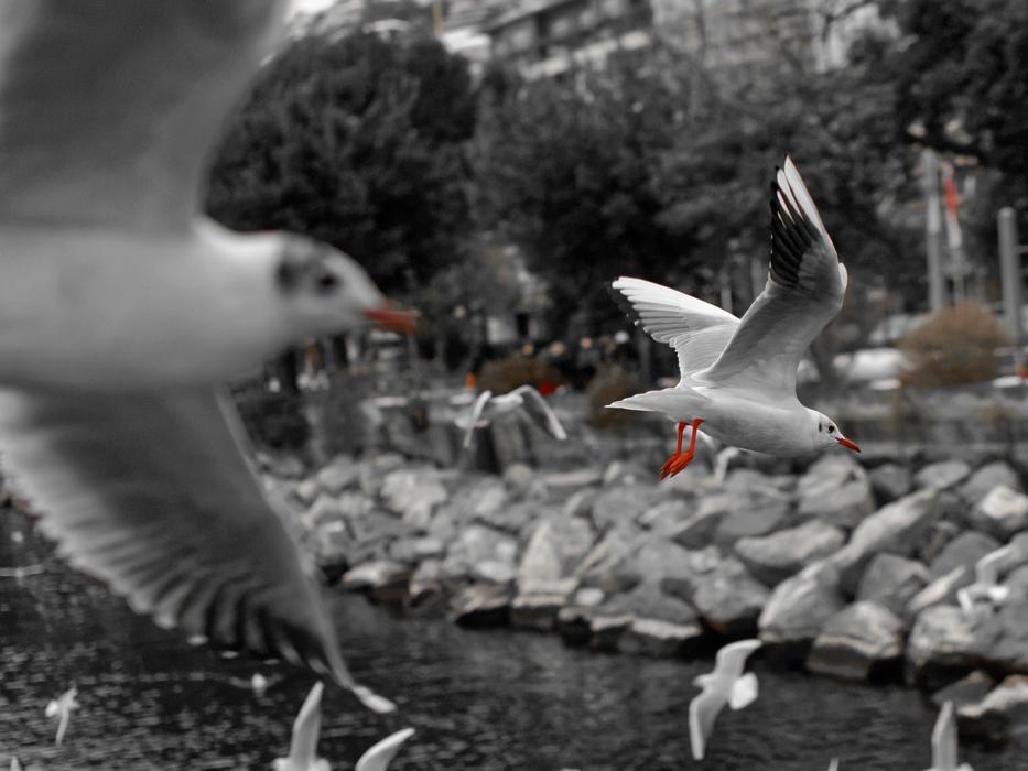 monochrome photo of Seagull Montreux Vaud
