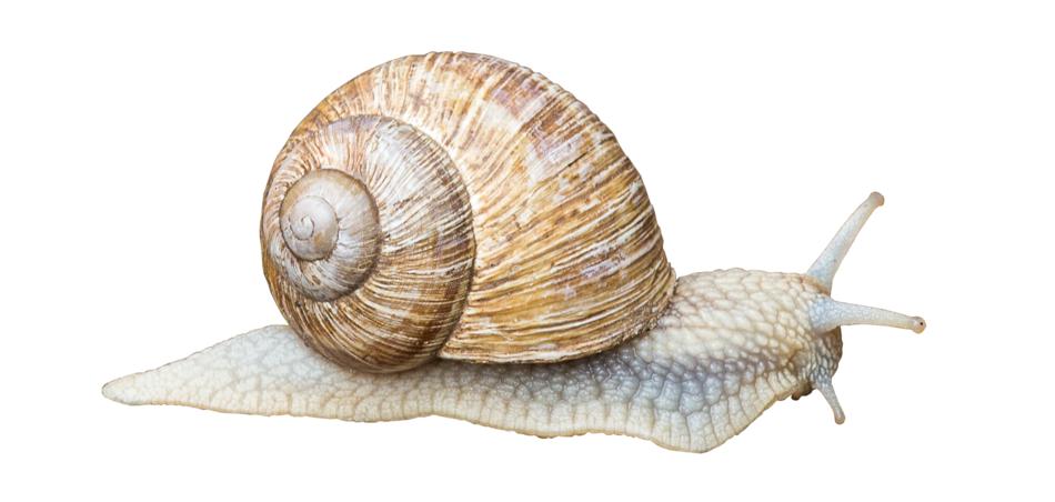 illustration of Snail Shell Slowly