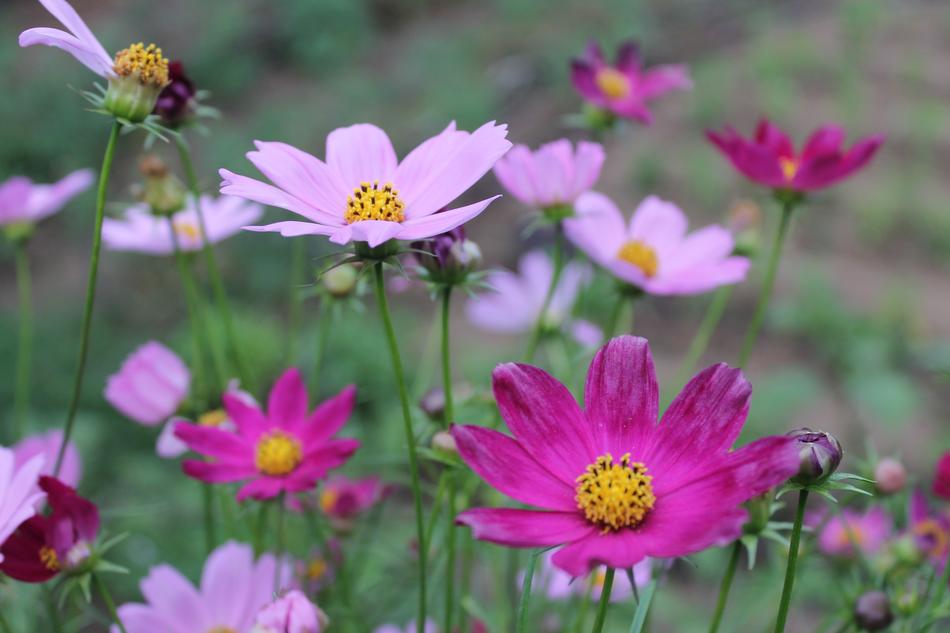 wild colorful flowers in the field