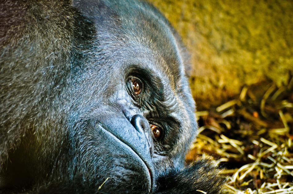 Gorilla in Zoo in Frankfurt