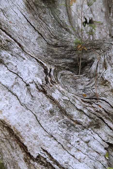 Tree Bark Diagonal