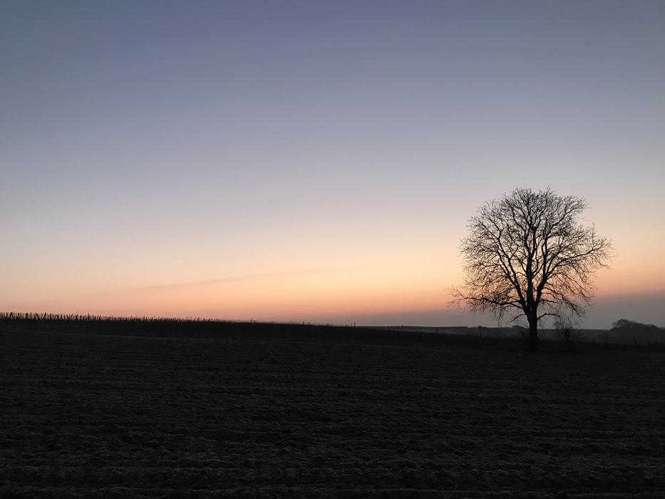silhouette of a tree in a field