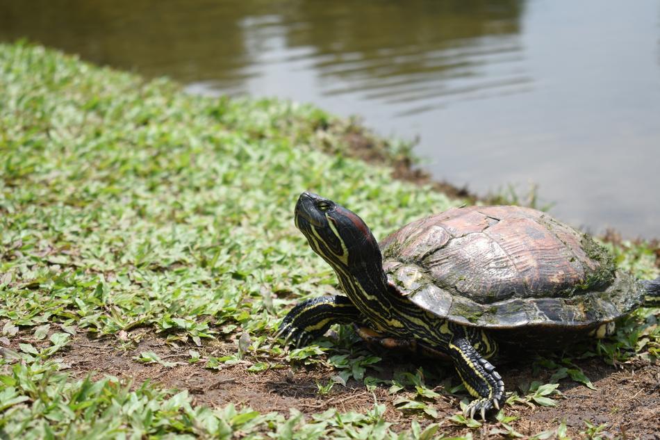 Turtle Red-Eared by the pond