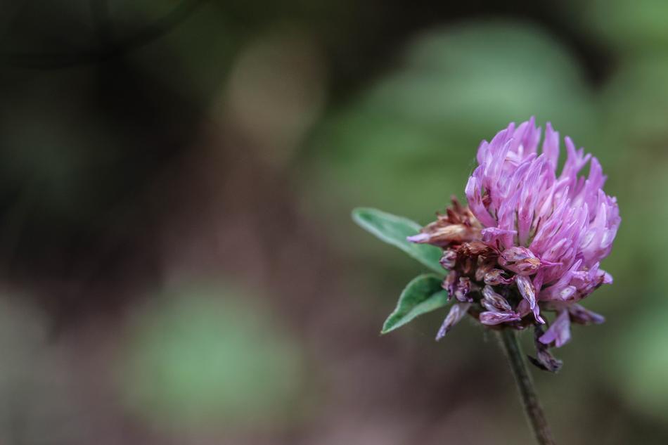 Wildflower Flower Single