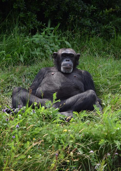 black monkey in green foliage