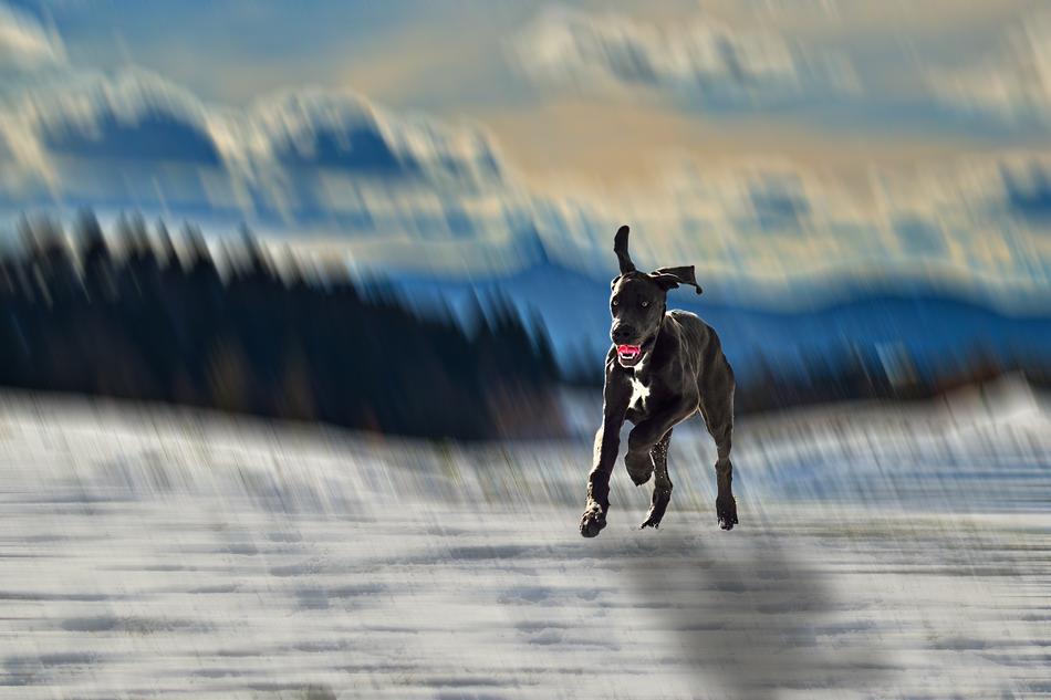 Dog running and Snowy Mountain