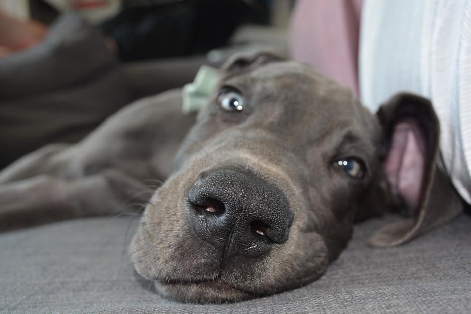 Dog Puppy Nose
