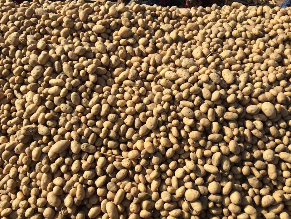 large farm potato crop