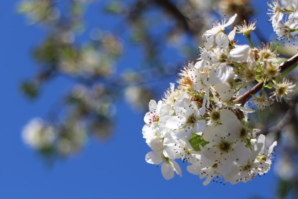 a white flower with a tree in a blue sky
