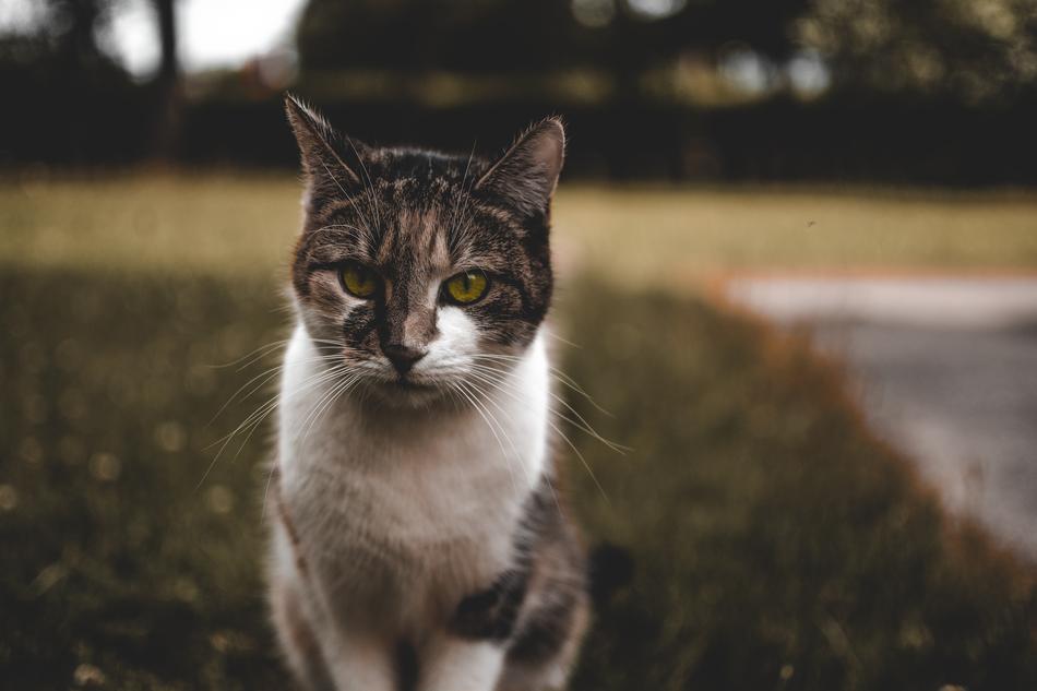 Dark photo of the colorful, cute and beautiful cat on the colorful grass