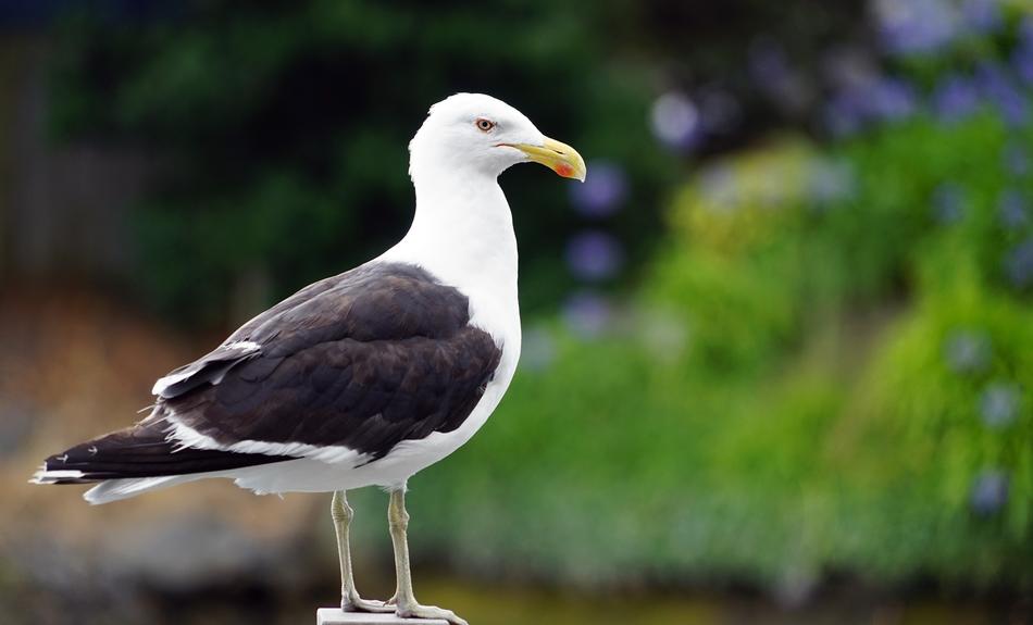 a nice bird sits