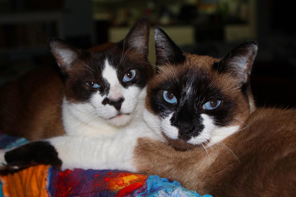 Cats Sealpoint Cute