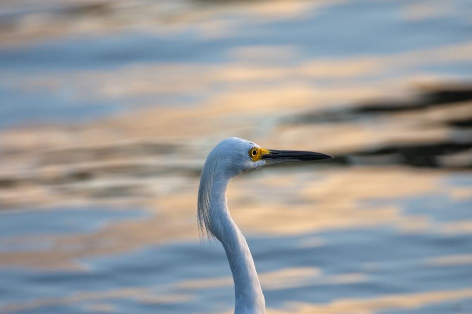 Heron Bird Tropical Birds