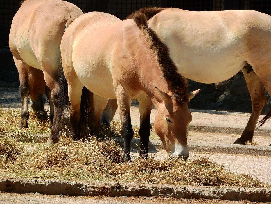 large domestic horses
