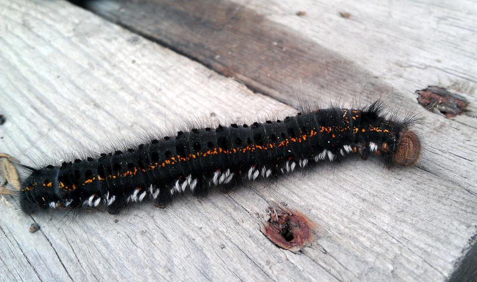 Euthrix Potatoria Butterfly Larva