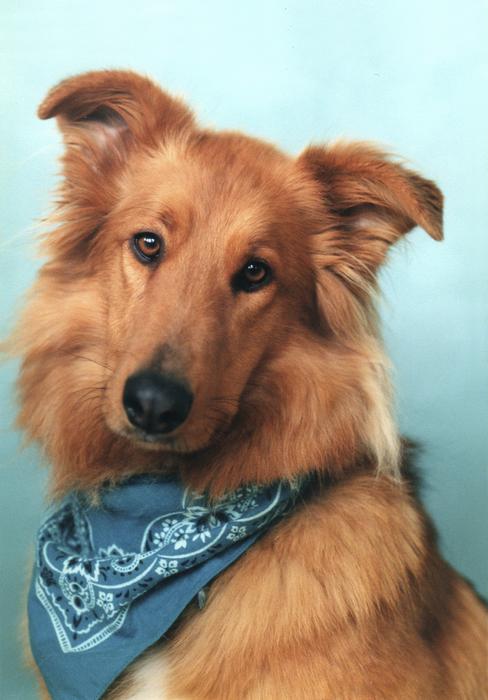 Collie Mix Dog