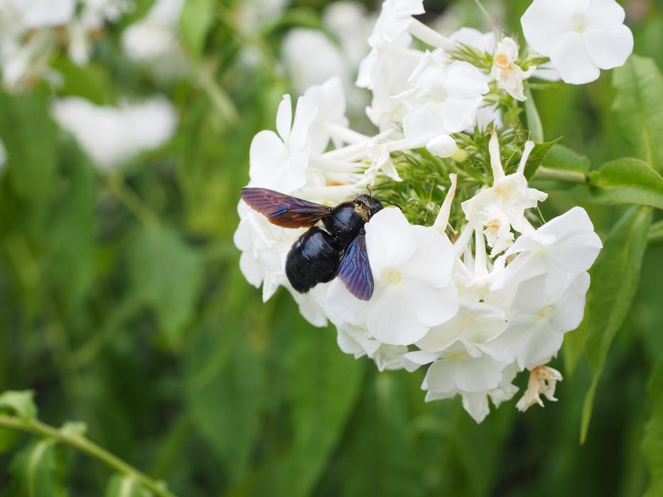 white flower with butterfly garden