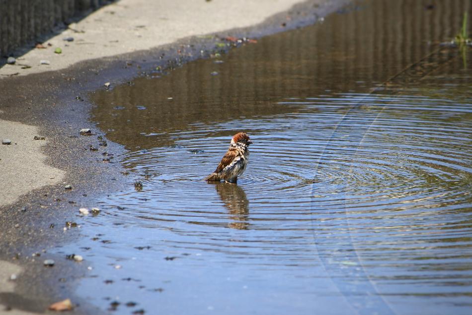 sparrow swimming in a puddle