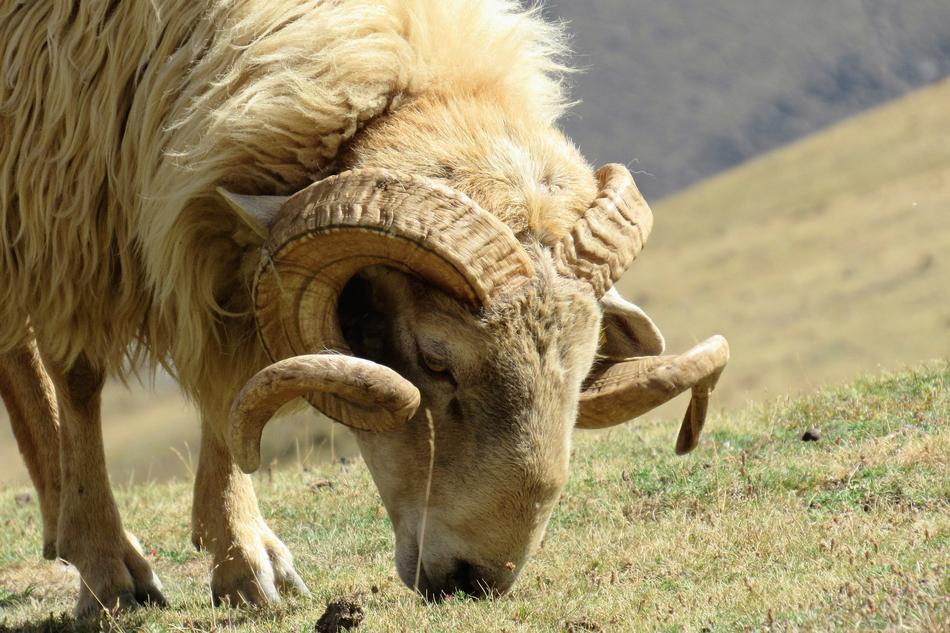 Big horned Animal on Grass