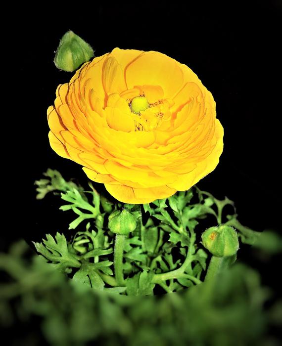 yellow flower in the sunlight