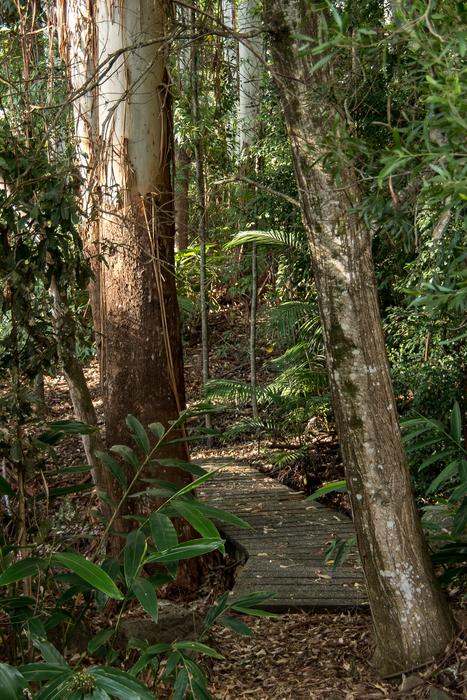 trees in the rainforests in australia