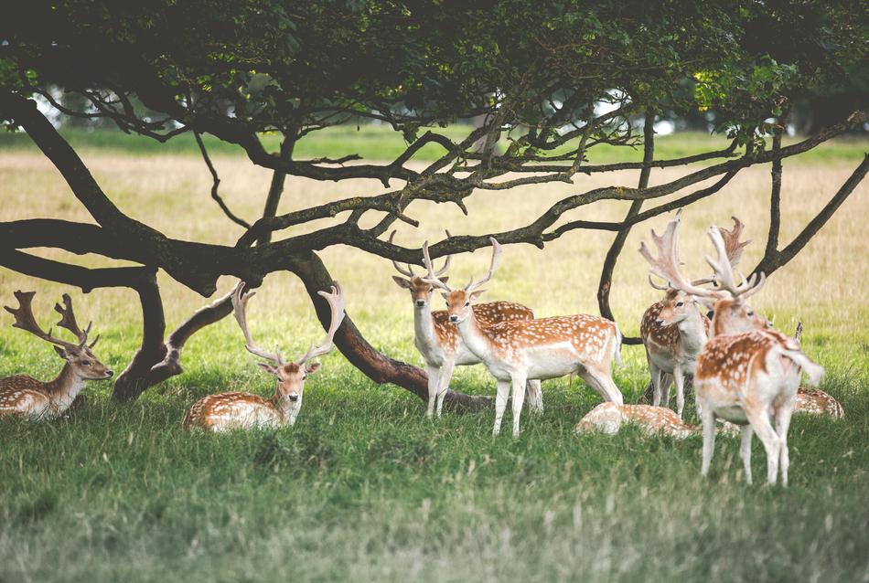 Deer herd rests beneath wide trees