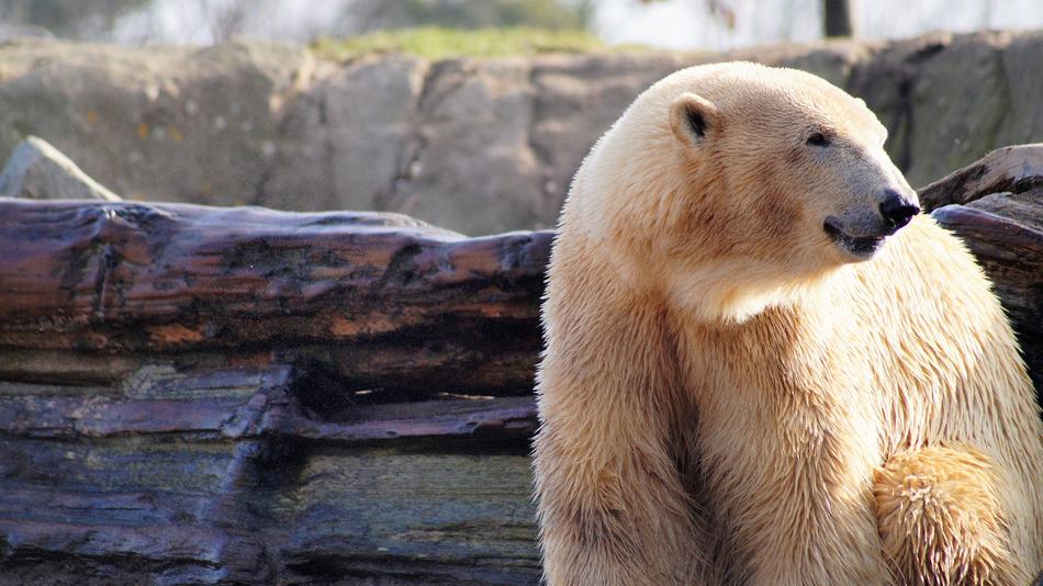 Beautiful and colorful polar bear near the wood and rocks, with plants, in the zoo