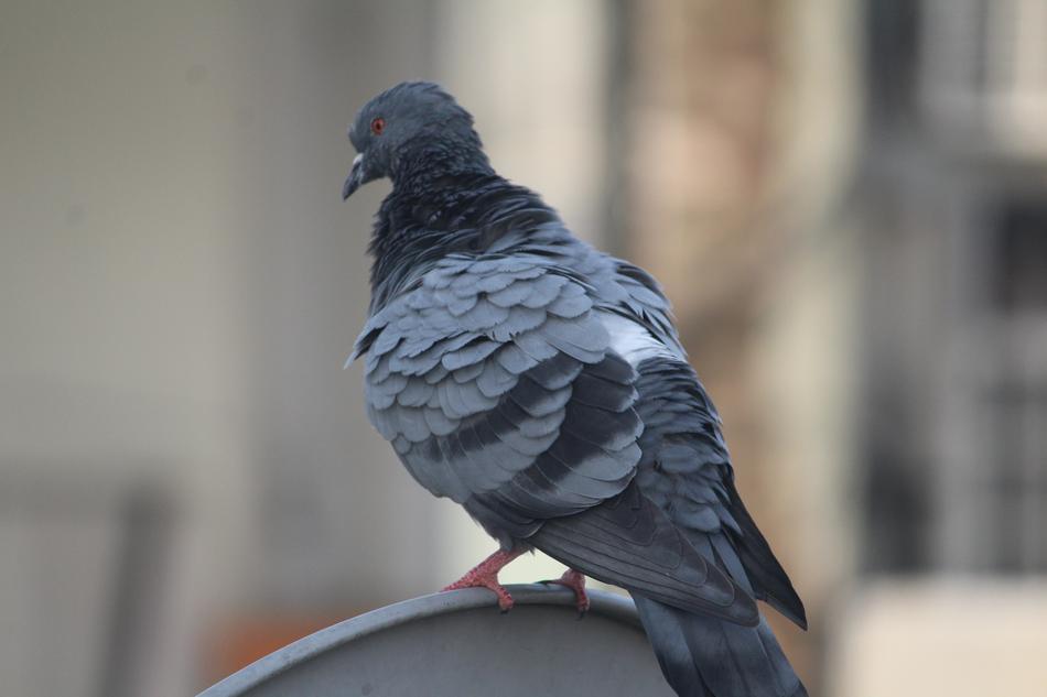 Pigeon Warming Up Bird Domestic