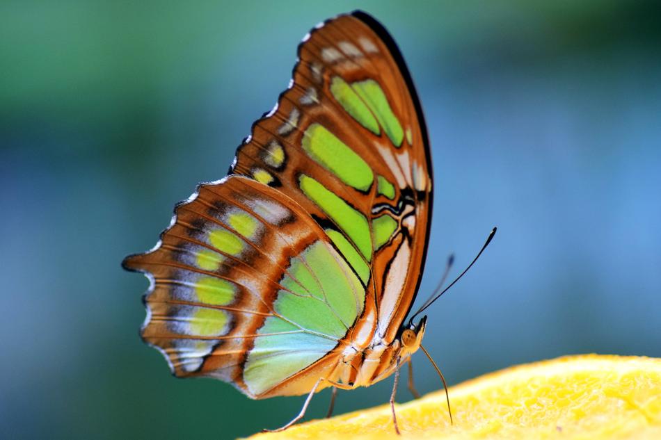 Close-up of the colorful and beautiful malachite butterfly, at blurred background