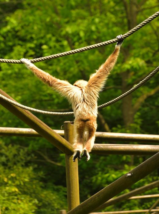 funny monkey on the wire