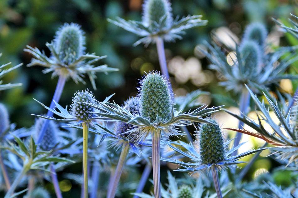 Thistle Blue Bee