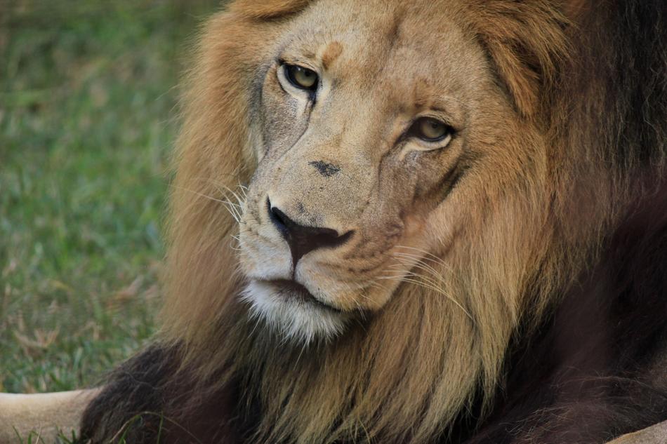 Portrait of the colorful and beautiful lion, on the green grass with leaves