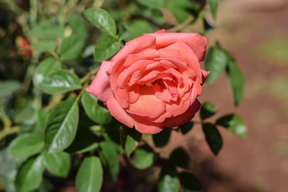 beautiful rose on a bush