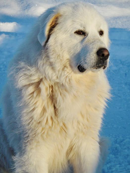 Great Pyrenees White dog