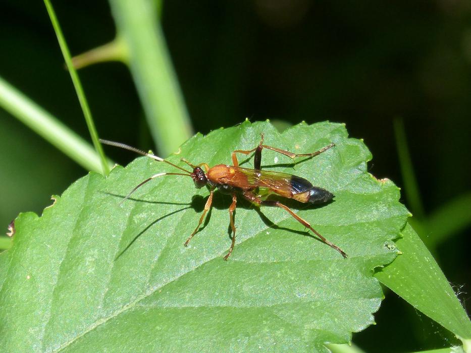 Wasp Priocnemis on Leaf