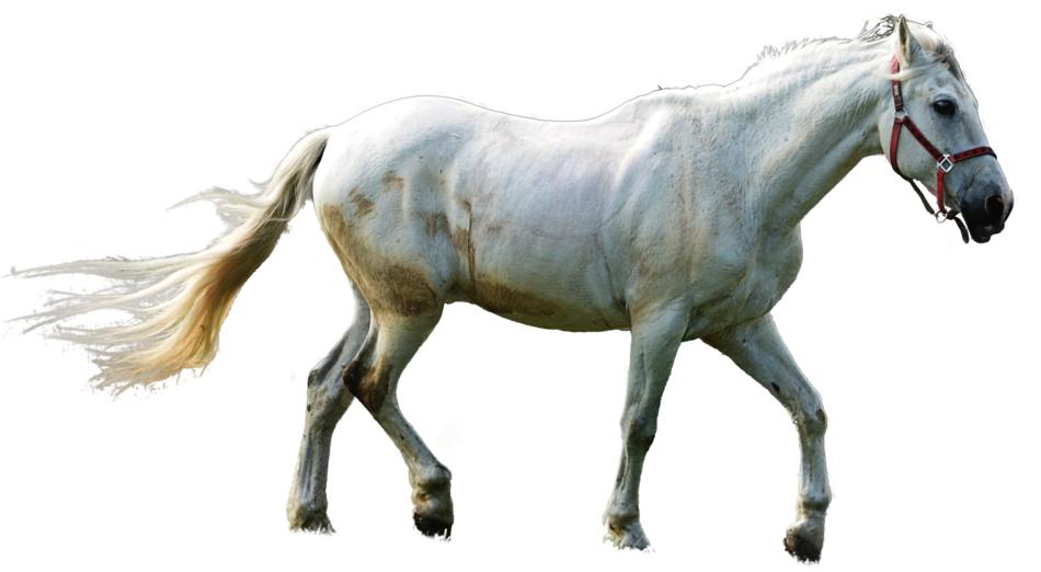 Horse Mold clipart