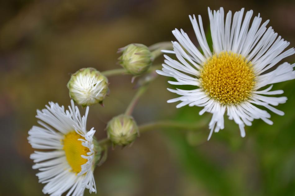 Flower Country Garden
