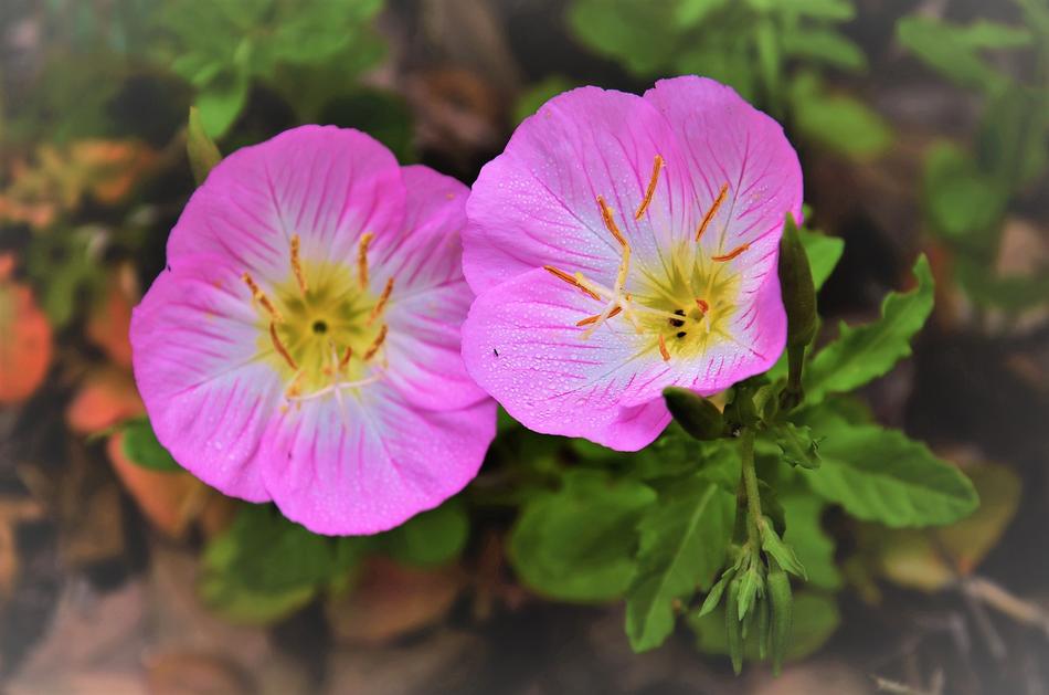 pink flowers in the wild