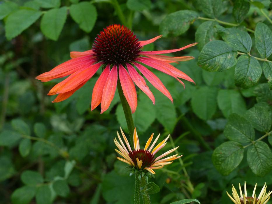 an open flower bud in the garden