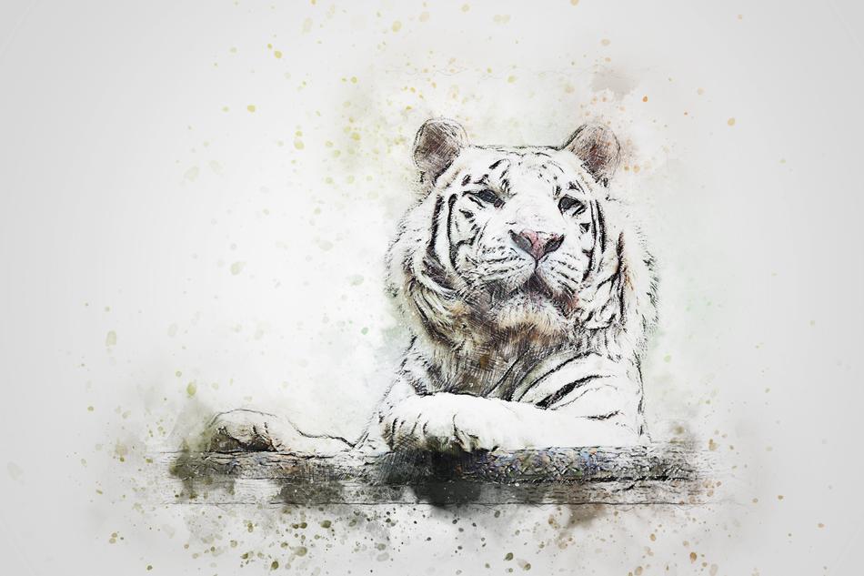Beautiful drawing of the white tiger, with paint splatter, clipart