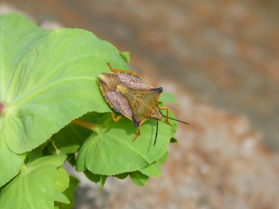 I Pentatomid Dolycoris Baccarum