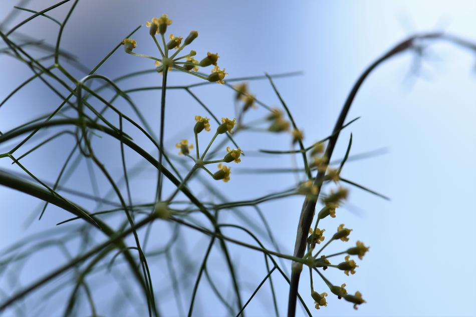 yellow little sprouts on a branch