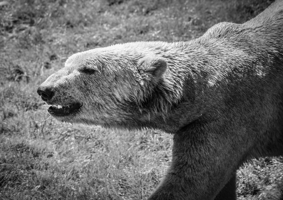 Icebear Animal Fur