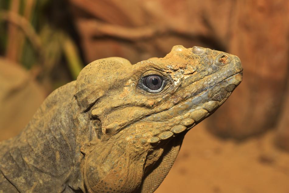 Lizard Urzeittier Scale