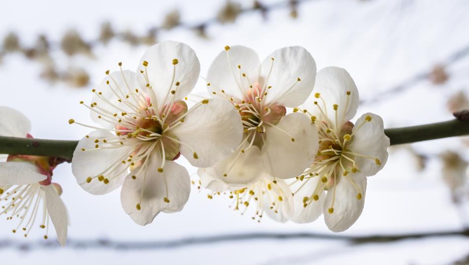 Cherry Blossom Spring Flowers