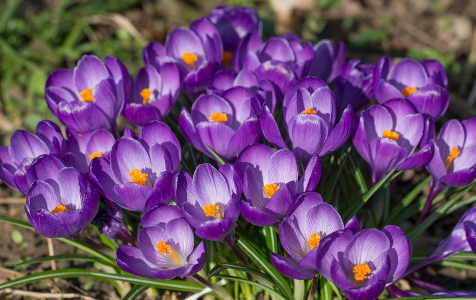 purple crocuses on the hill