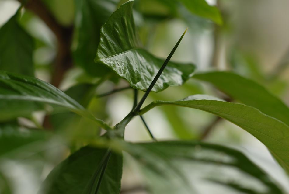 Plant Citrus Thorn