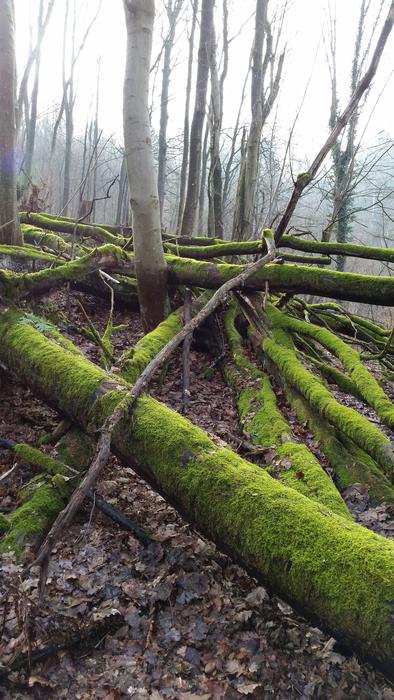Moss Trees Forest