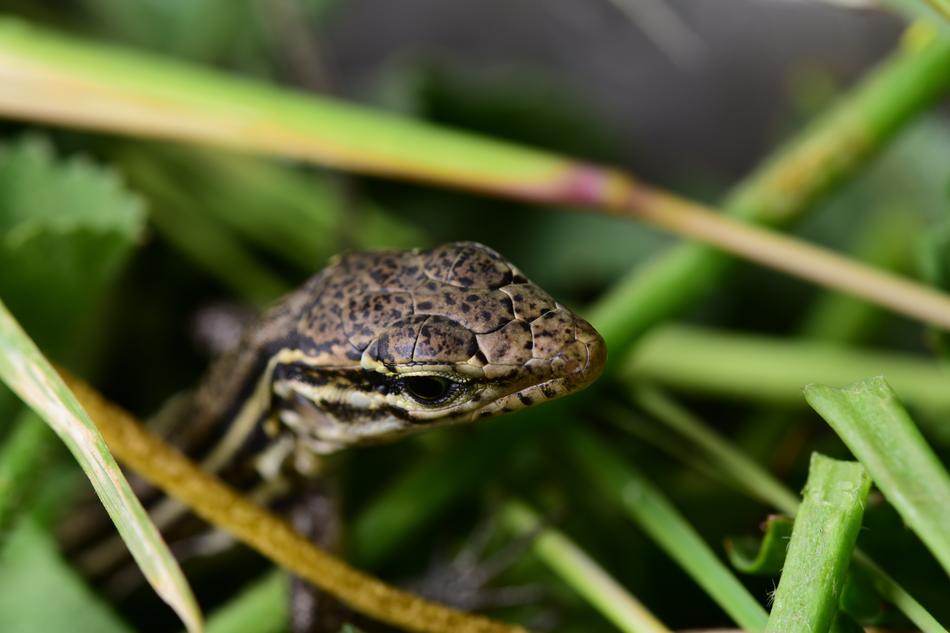 small spotted lizard in the canary islands