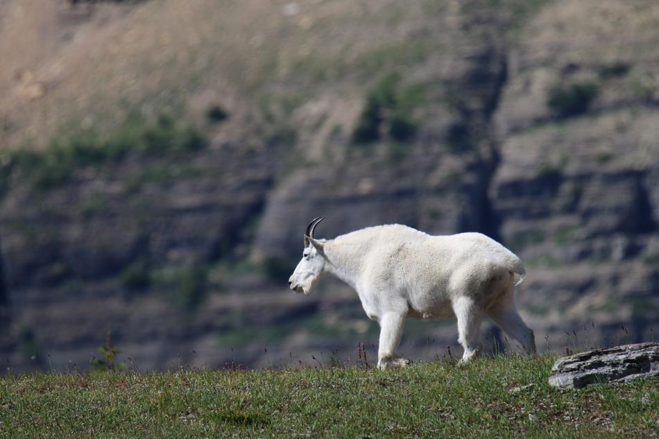 Mountain Goat in Glacier Park
